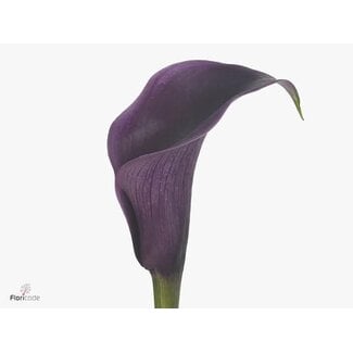 Freshy Zantedeschia Akela