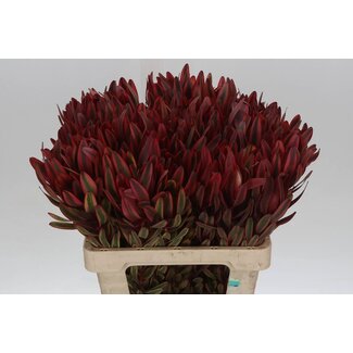Freshy Leucadendron Jester 60cm