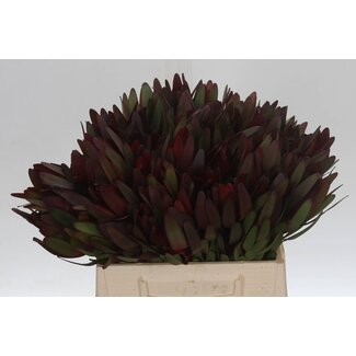 Freshy Leucadendron Saf Sunset 40cm