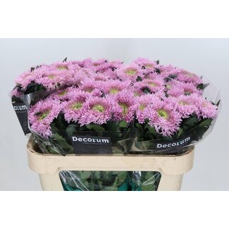 Freshy Chrysant deco Etrusko