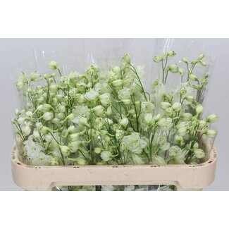 Freshy Delphinium El Dewi Impressive White
