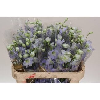 Freshy Delphinium El Dewi Impressive