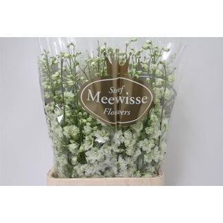 Freshy Delphinium El Dewi Impressive White