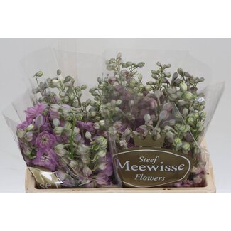 Freshy Delphinium El Dewi Hercules