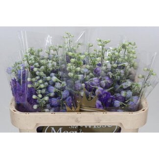 Freshy Delphinium Christel