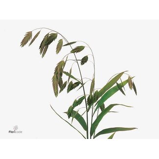Freshy Chasmanthium Latifolium