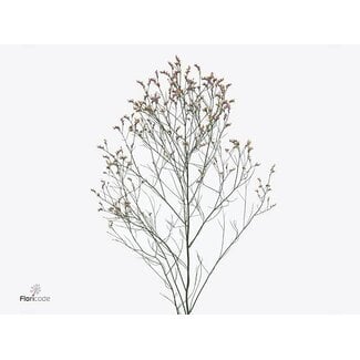 Freshy Limonium Sin Anouchka Diamond