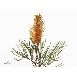 Freshy Grevillea Honey Gemengd