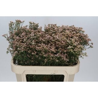 Freshy Limonium Sin Senecio Nectarin