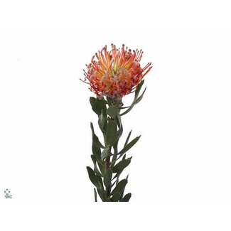 Freshy Nutans Scarlet Ribbon