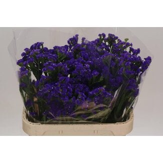 Freshy Limonium S Cryst Dark Blue