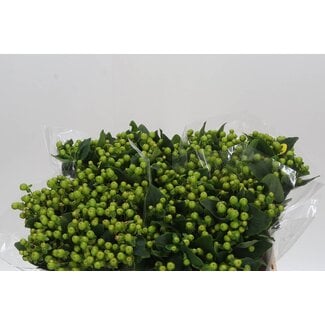 Freshy Hypericum Mag Green Reviva