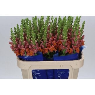 Freshy Antirrhinum Antibes Orange(kas)