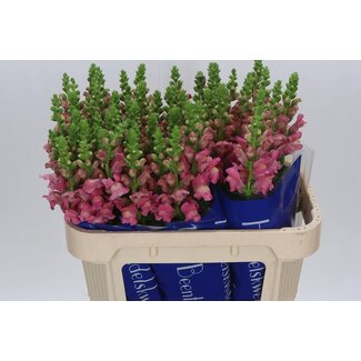 Freshy Antirrhinum Avignon Rose(kas)