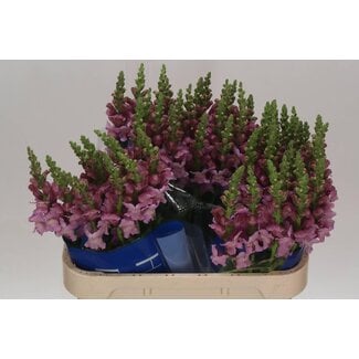 Freshy Antirrhinum Opus Lavender(kas)