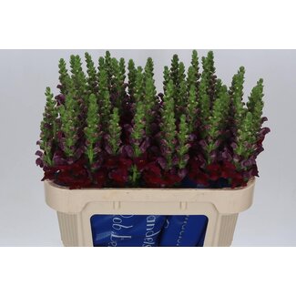 Freshy Antirrhinum Poto Red(kas)