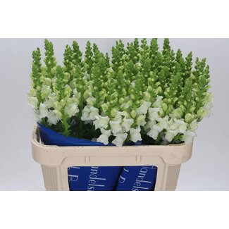 Freshy Antirrhinum Poto White(kas)