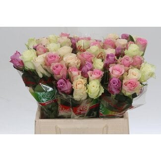 Freshy Rosa Pastel Gemengd in Bos