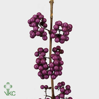 Freshy Callicarpa Bod Profu Bio