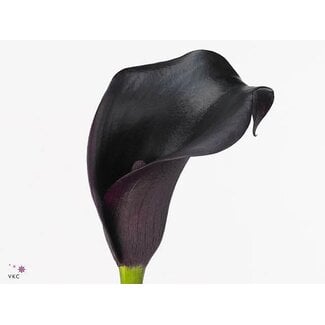 Freshy Zantedeschia Cantor