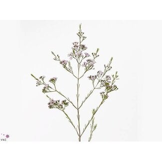 Freshy Chamelaucium Un Danc Queen
