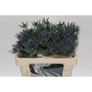 Freshy Eryngium Mag Blue Lagoon