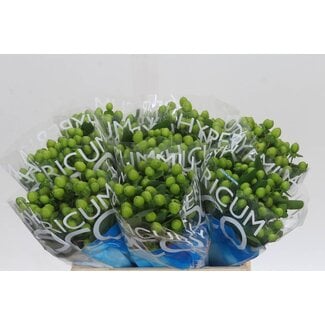 Freshy Hypericum Coco Bamboo
