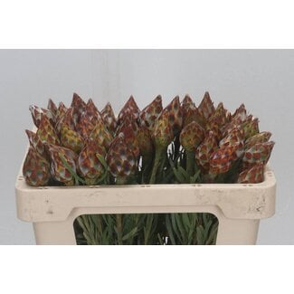Freshy Leucadendron Rubrum