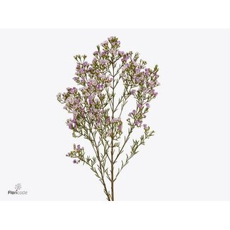 Freshy Chamelaucium Un Pirouette