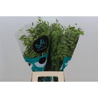 Freshy Chasmanthium Latifolium