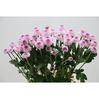 Freshy Chrysant T Sugarbunny