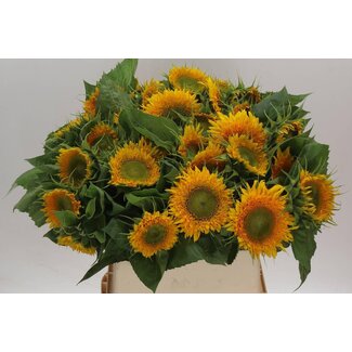 Freshy Helianthus Solano Double