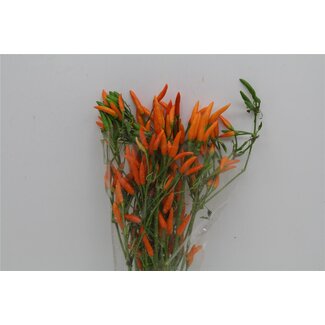 Freshy Capsicum Orange 500gr (p. bos)