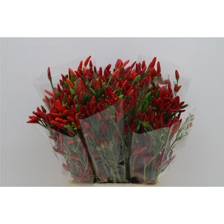 Freshy Capsicum Red 500gr (p. bos)