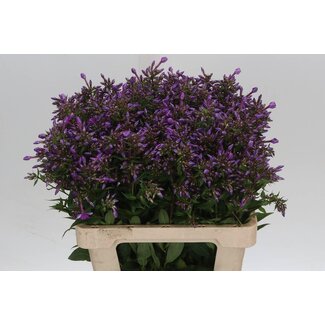 Freshy Phlox P Paars - Rose