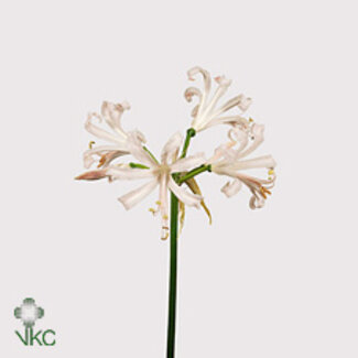Freshy Nerine Bo Stefanie