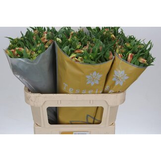 Freshy Alstroemeria Bali