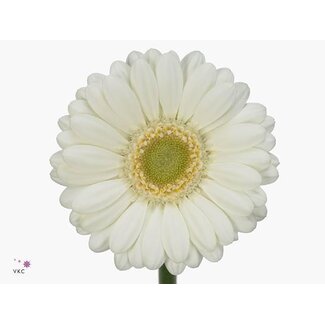 Freshy Germini * 65 Cm Albino x20