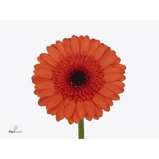 Freshy Germini * 65 Cm Caramba x20