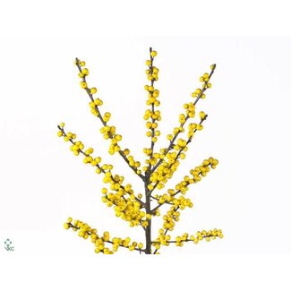 Freshy Ilex Ve Mag Citronella