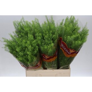 Freshy Lepidium Green Bell