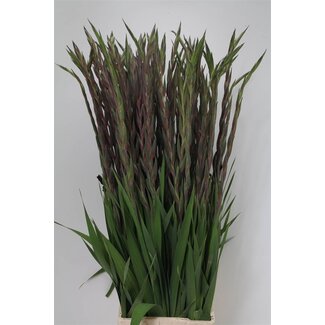 Freshy Gladiolus groot Purple Flora