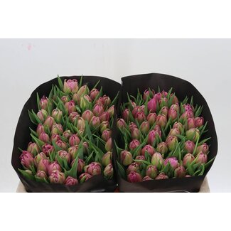 Freshy Tulp dubbel Double Princess