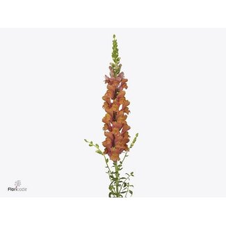 Freshy Antirrhinum Avignon Deep Orange