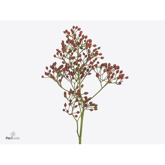 Freshy Rozenbottel Prinsberry Red