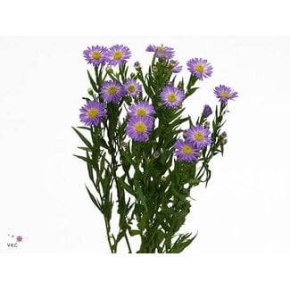 Freshy Aster Purple Monarch Bio