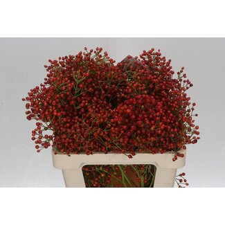 Freshy Rozenbottel F Autumn Splash