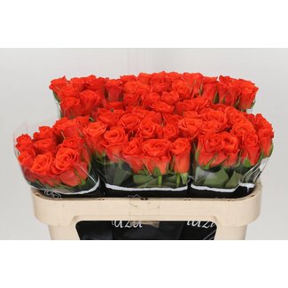Freshy Rosa Patz