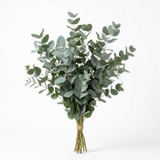 Freshy Fresh Eucalyptus Populus from Italy | Colour: Natural Green | Fresh Flowers | Length ± 70 centimeter | Weight ± 300 gram | Per bunch