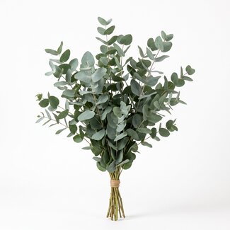 Freshy Fresh Eucalyptus Cinerea from Italy | Colour: Natural Green | Fresh Flowers | Length ± 70 centimetre | Weight ± 350 gram | Per bunch